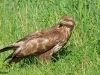 BUIZERD