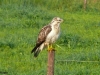 BUIZERD