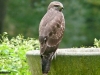 BUIZERD