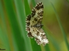 vlinder25