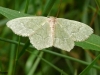 vlinder35