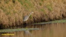 BLAUWE REIGER 2022