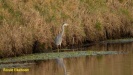 BLAUWE REIGER 2022