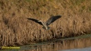 BLAUWE REIGER 2022