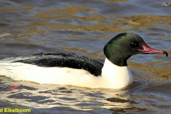 WATERVOGELS