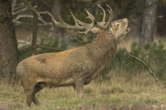 BRONSTIJD OP DE HOGE VELUWE 