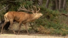 BRONSTIJD HOGE VELUWE 2019