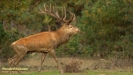 BRONSTIJD HOGE VELUWE 2019