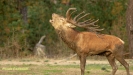 BRONSTIJD HOGE VELUWE 2019