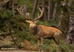 BRONSTIJD HOGE VELUWE 2019