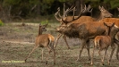 BRONSTIJD HOGE VELUWE 2019