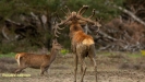 BRONSTIJD HOGE VELUWE 2019