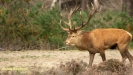 BRONSTIJD HOGE VELUWE 2019