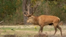 BRONSTIJD HOGE VELUWE 2019