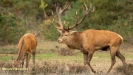 BRONSTIJD HOGE VELUWE 2019