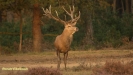 BRONSTIJD HOGE VELUWE 2017