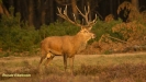 BRONSTIJD HOGE VELUWE 2017