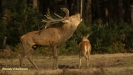 BRONSTIJD HOGE VELUWE 2017