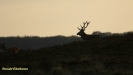 BRONSTIJD HOGE VELUWE 2018