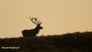 BRONSTIJD HOGE VELUWE 2018