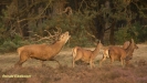 BRONSTIJD HOGE VELUWE 2017