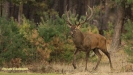 BRONSTIJD HOGE VELUWE 2018