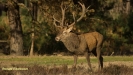 BRONSTIJD HOGE VELUWE 2018