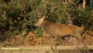 BRONSTIJD HOGE VELUWE 2018