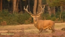 BRONSTIJD HOGE VELUWE 2017
