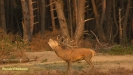 BRONSTIJD HOGE VELUWE 2017