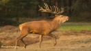 BRONSTIJD HOGE VELUWE 2017