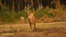BRONSTIJD HOGE VELUWE 2017