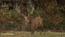 BRONSTIJD HOGE VELUWE 2018