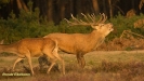 BRONSTIJD HOGE VELUWE 2017