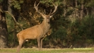 BRONSTIJD HOGE VELUWE 2018