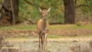 BRONSTIJD HOGE VELUWE 2019