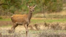 BRONSTIJD HOGE VELUWE 2019