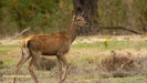 BRONSTIJD HOGE VELUWE 2019
