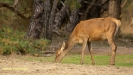 BRONSTIJD HOGE VELUWE 2019