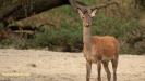 BRONSTIJD HOGE VELUWE 2019