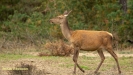 BRONSTIJD HOGE VELUWE 2019