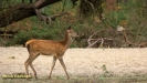 BRONSTIJD HOGE VELUWE 2019