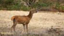 BRONSTIJD HOGE VELUWE 2019