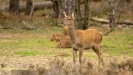 BRONSTIJD HOGE VELUWE 2019