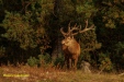 BRONS OP DE HOGE VELUWE 2023