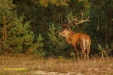 BRONS OP DE HOGE VELUWE 2023
