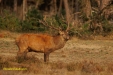 BRONS OP DE HOGE VELUWE 2023