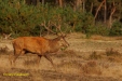 BRONS OP DE HOGE VELUWE 2023