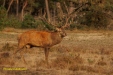 BRONS OP DE HOGE VELUWE 2023