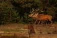BRONS OP DE HOGE VELUWE 2023